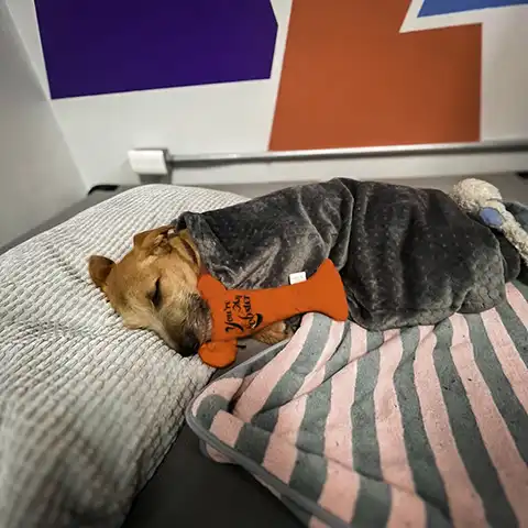 Perro durmiendo