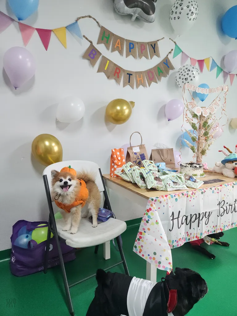 cumpleaños womi perros cumpleaños womi perros