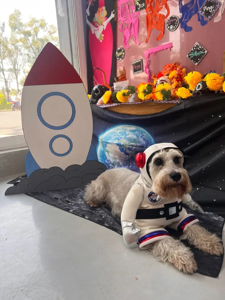 Disfraces perros womi4 Disfraces perros womi4