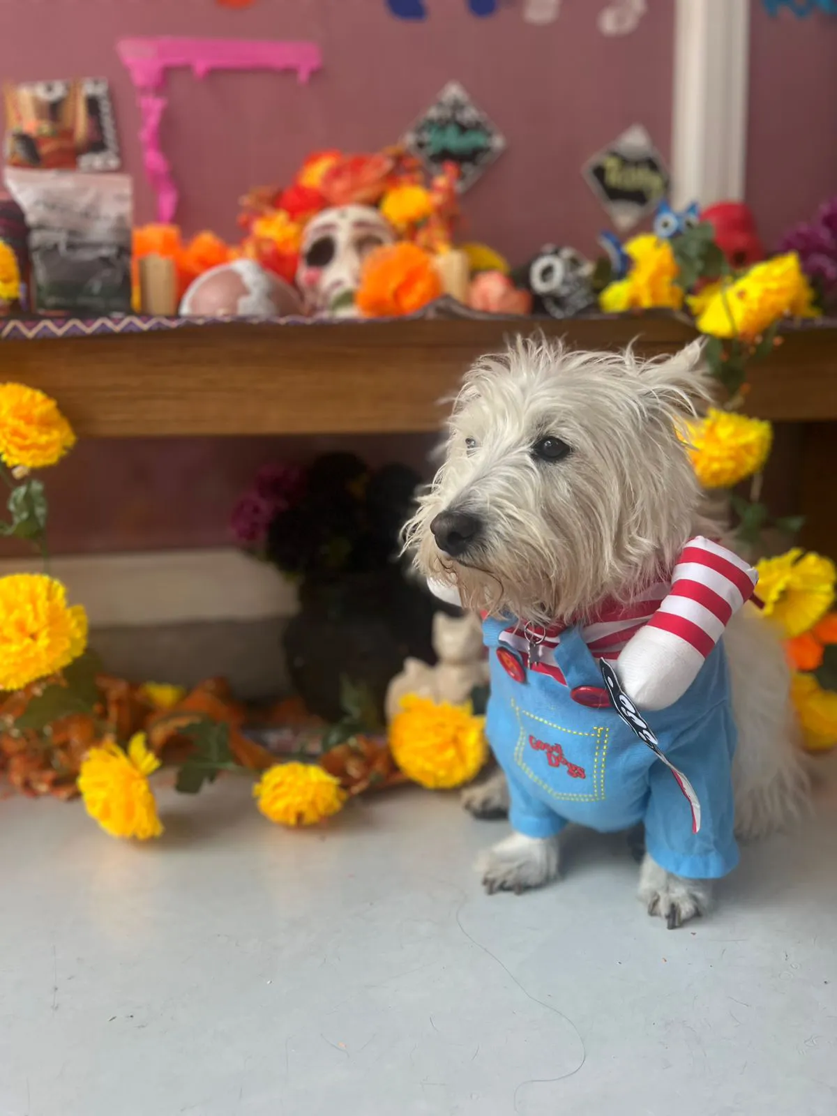 Disfraces perros womi6 Disfraces perros womi6