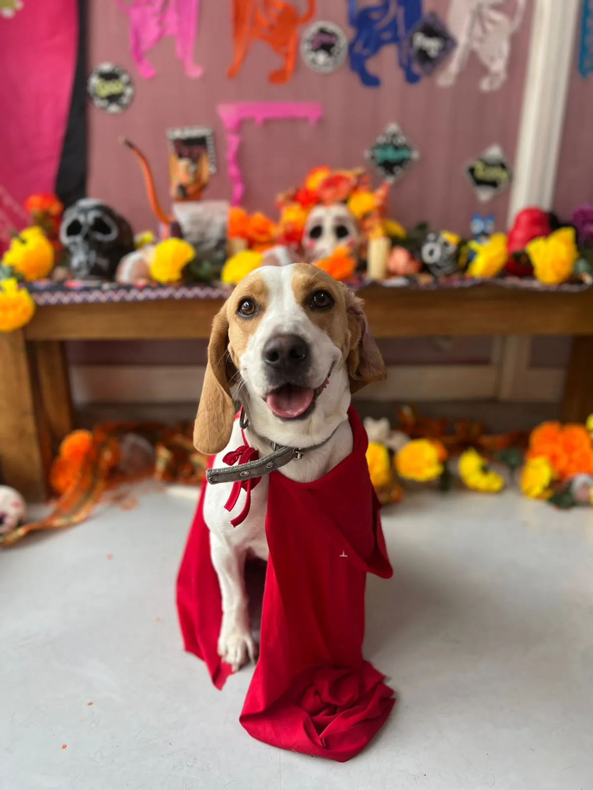 Disfraces perros womi5 Disfraces perros womi5