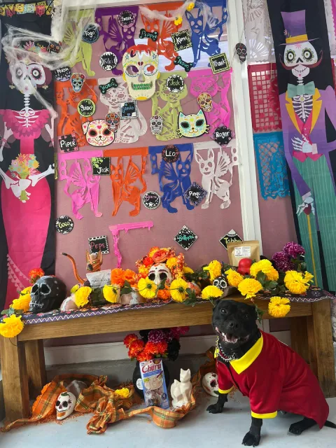 Disfraces perros womi3 Disfraces perros womi3