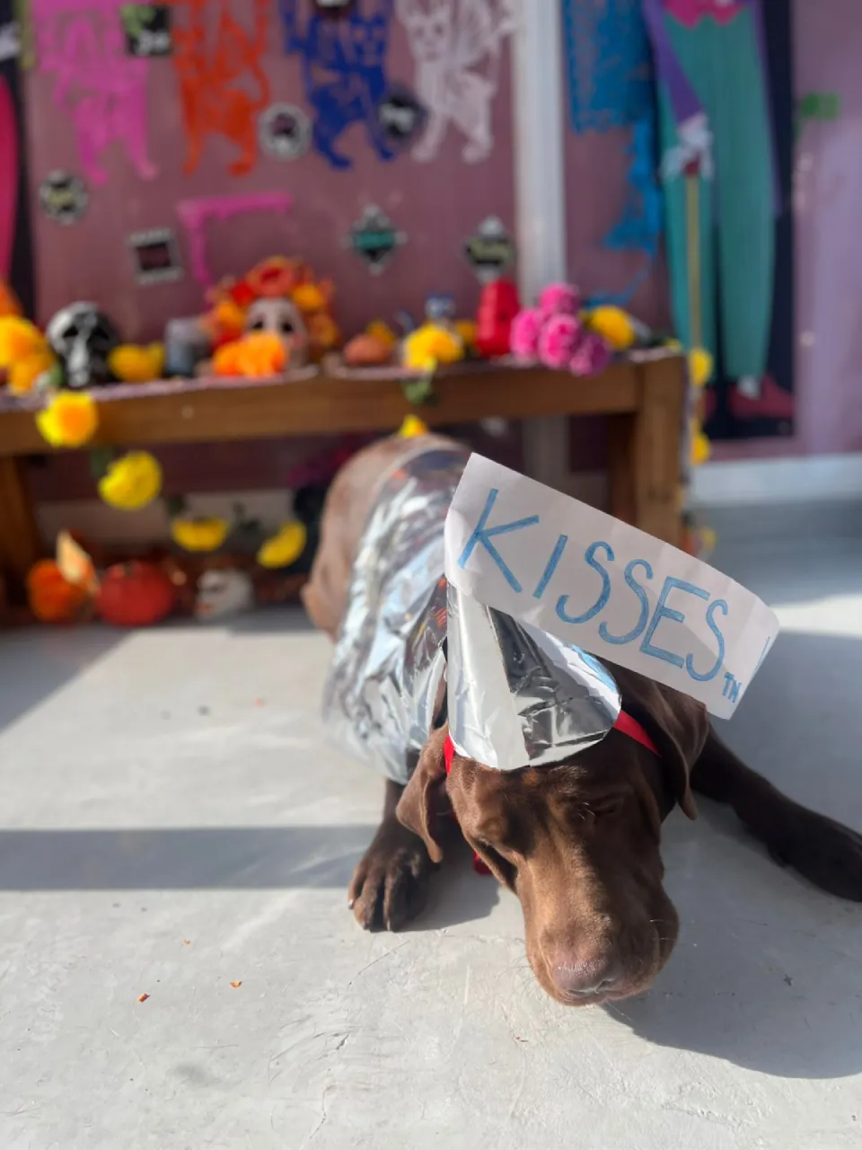 Disfraces perros womi2 Disfraces perros womi2