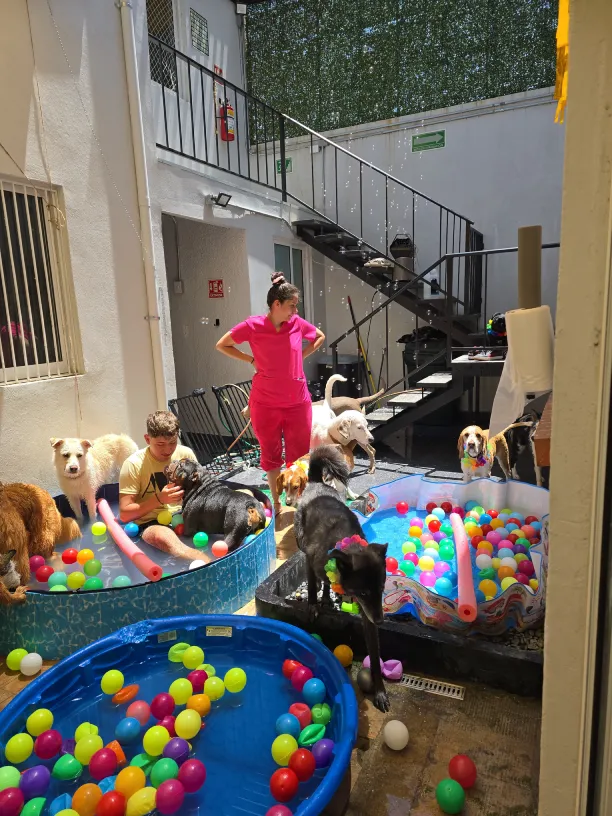 pool party perros womi pool party perros womi