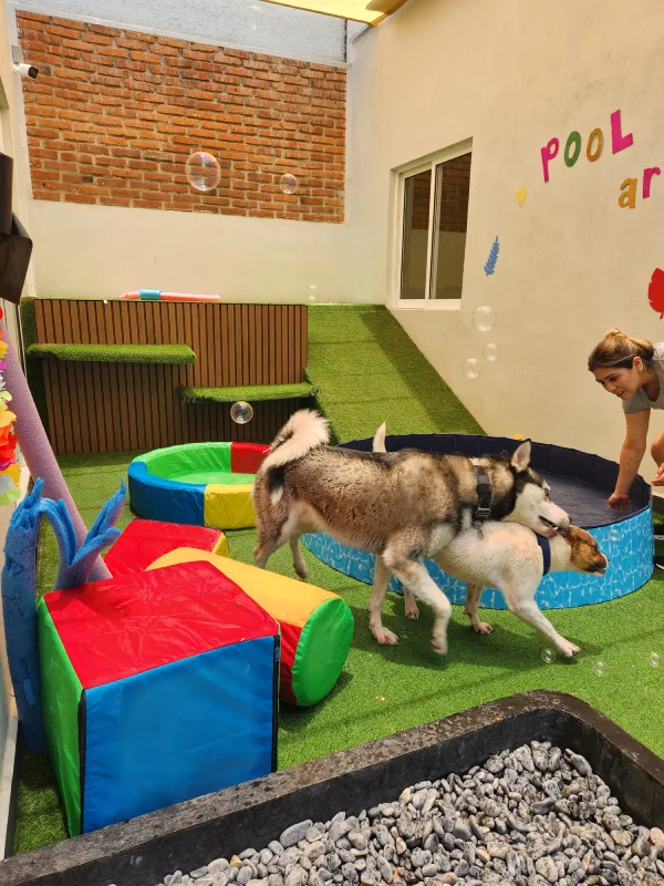 pool party perros womi pool party perros womi