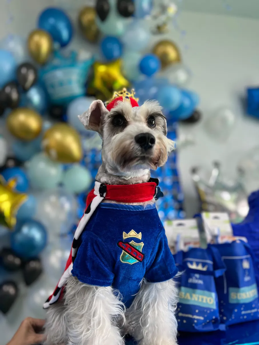 fiesta perros womi susanito fiesta perros womi susanito