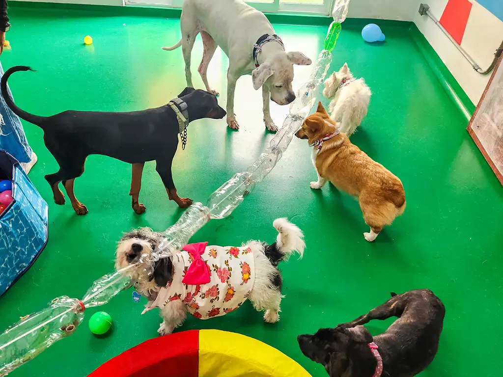 Hotel para perros y gatos